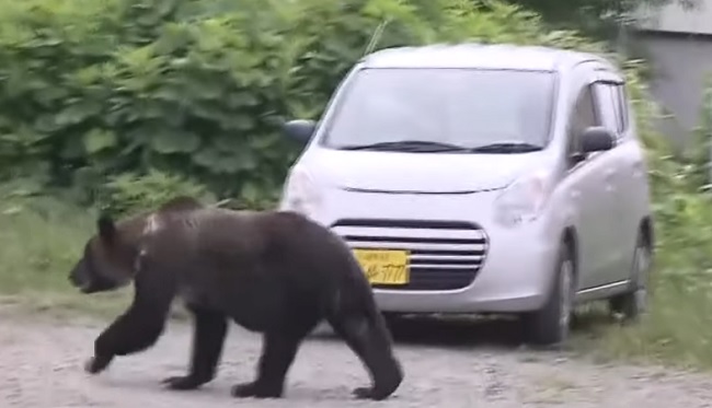 Oso
