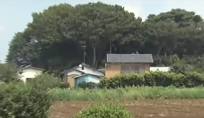 Yachiyo