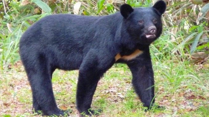 Oso