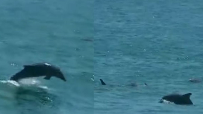 Delfines en el mar de Lima