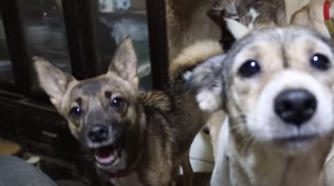 Perros