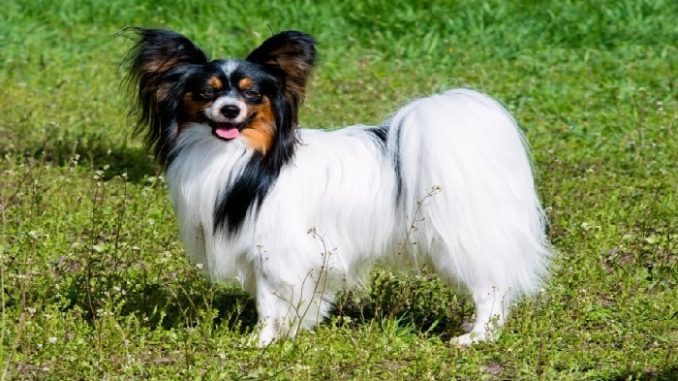 Perro de raza Papillon (Imagen referencial)