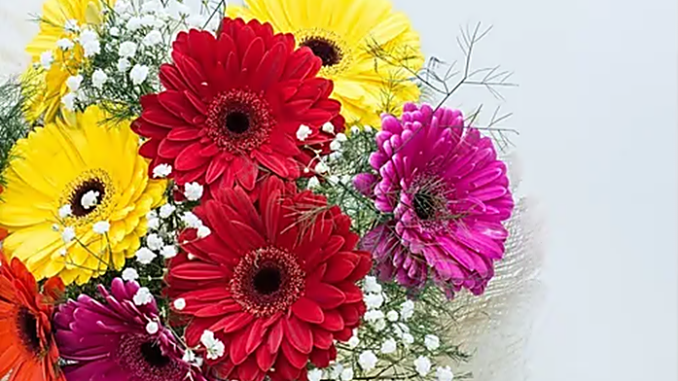 Gerberas