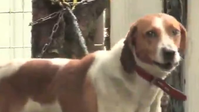 Perro