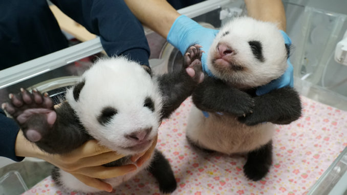 Pandas gemelos (Ueno Zoo)
