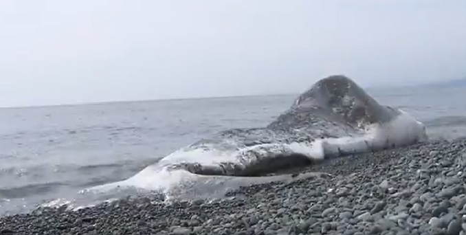 Ballena varada en playa de Odawara