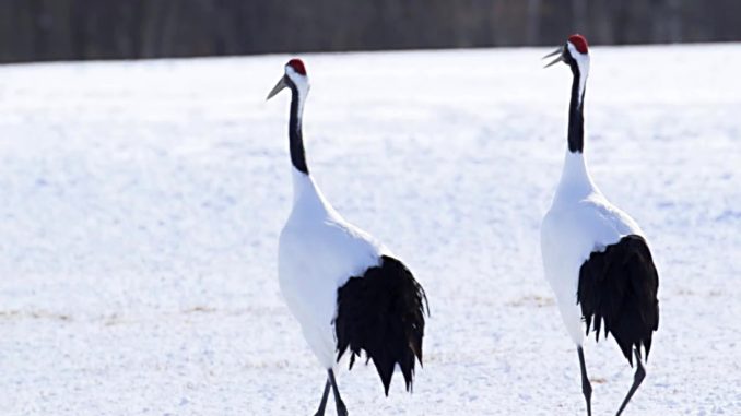 Grulla de corona roja en Kushiro, Hokkaido