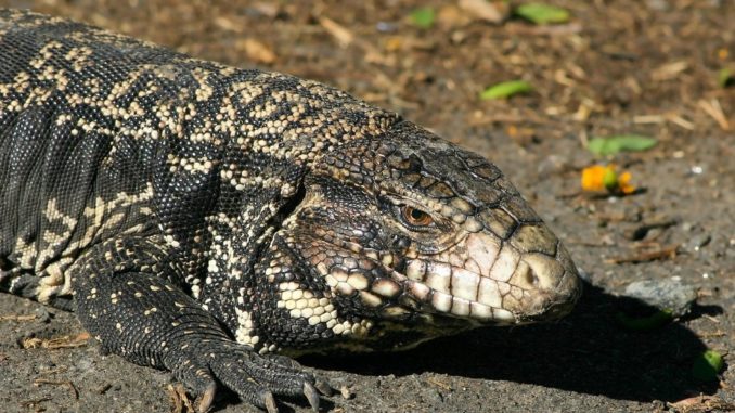 Lagarto overo (imagen Luis Rock)