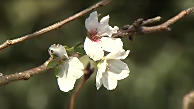 Sakura en Narita