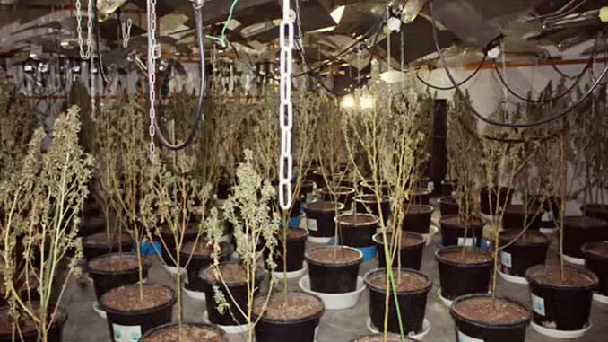 Plantas de cannabis incautadas en Isesaki