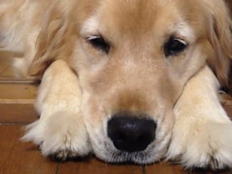 Fin de la venta de perros en Francia