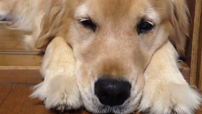 Fin de la venta de perros y gastos en Francia Fin de la venta de perros en Francia