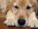 Fin de la venta de perros en Francia