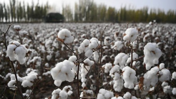 Plantación de algodón en Xinjiang, China (Imagen Xinhua) Xinjiang