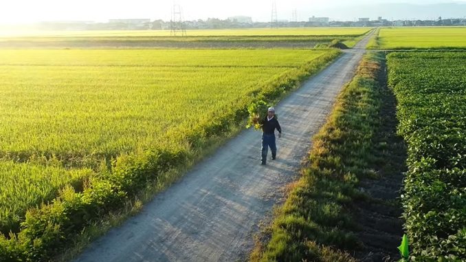 Campo
