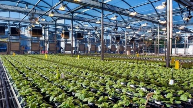Plantación en Québec, Canadá, destinada a la vacunas.