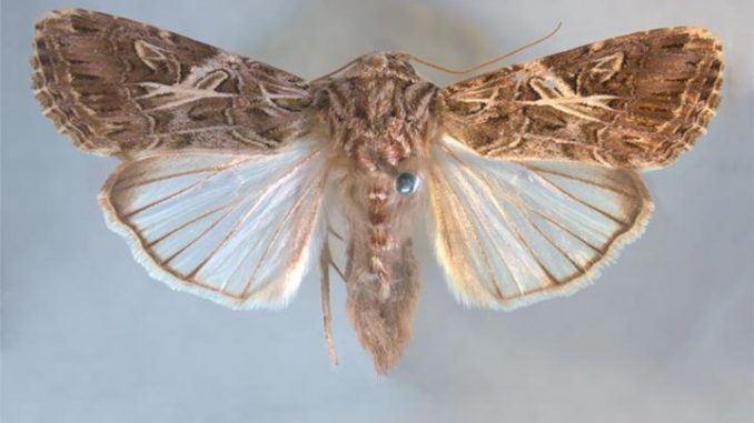 La polilla Spodoptera Litura, temida plaga en Asia