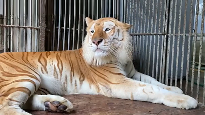 Volta, el tigre de Nasu Safari Park en Tochigi 2