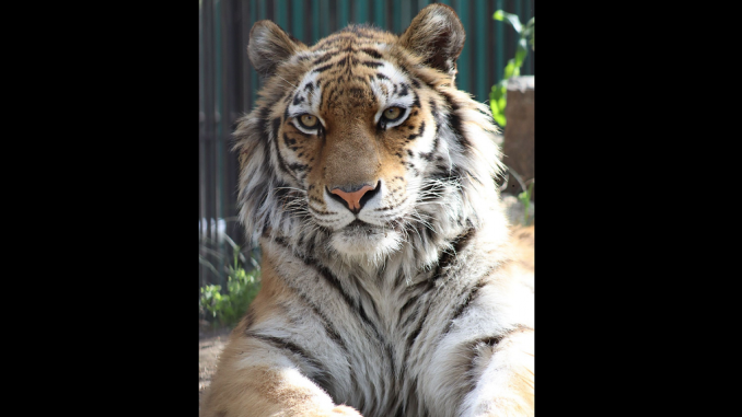 Volta, el tigre de Nazu Safari Park en Tochigi