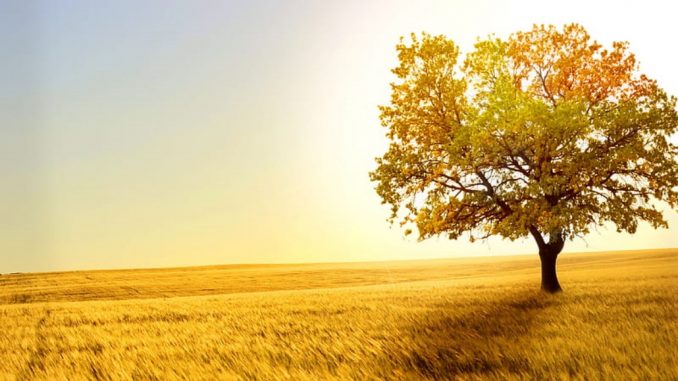 Arbol de la vida