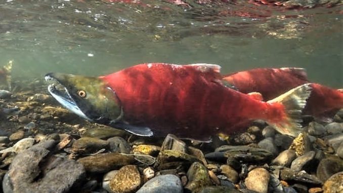 Salmón rojo
