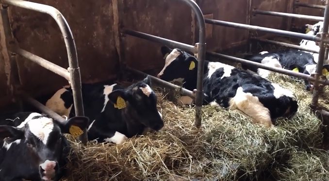 Vacas