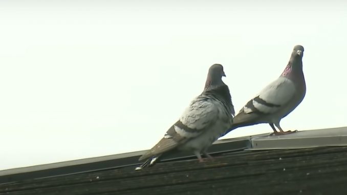 Palomas