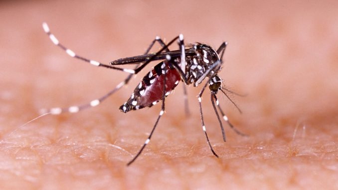 Mosquito transmisor del dengue
