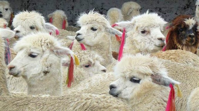 Alpacas