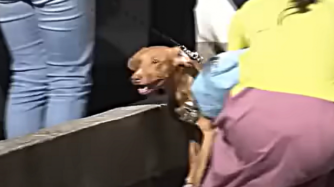 Perro liberado en Aichi