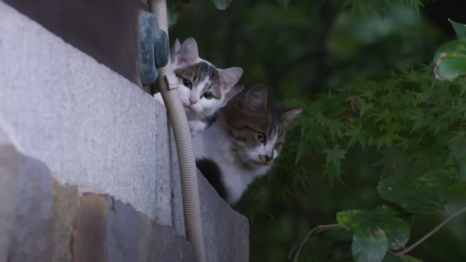 Gato