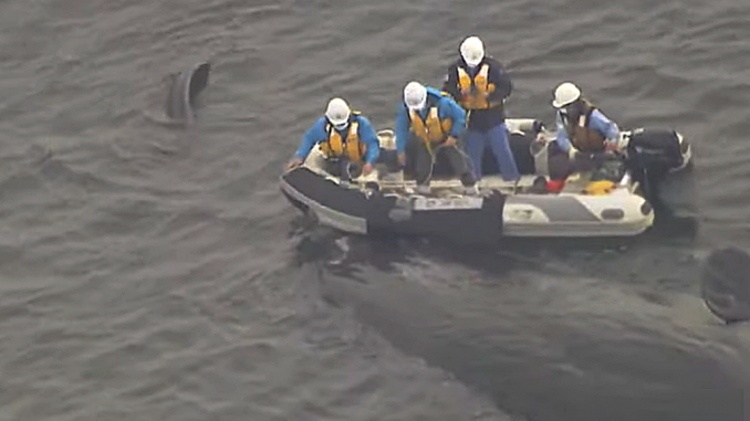 Funcionarios de Osaka confirman la muerte de la ballena