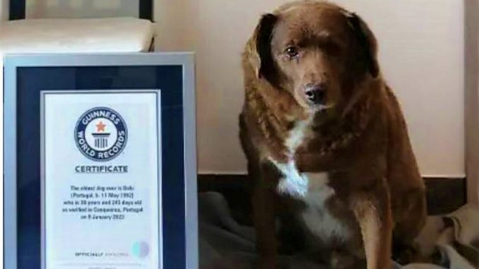 Bobby, el perro más viejo del mundo