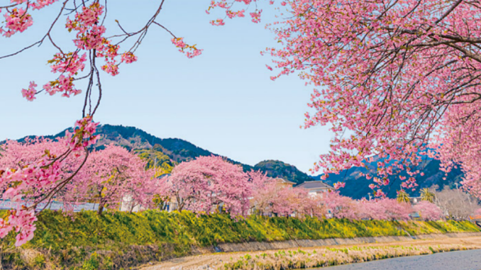 Festival de la flor del cerezos de Kawazu