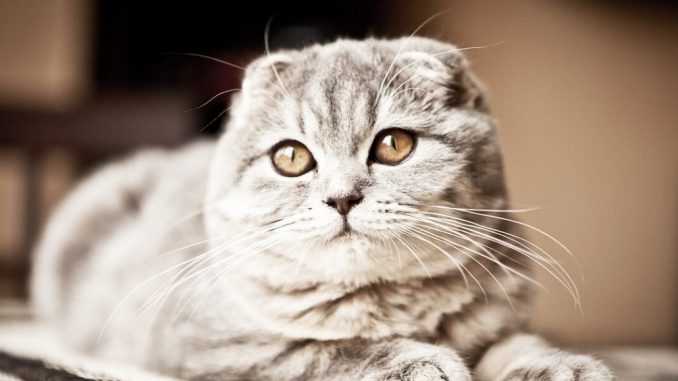 Gato Scottish Fold