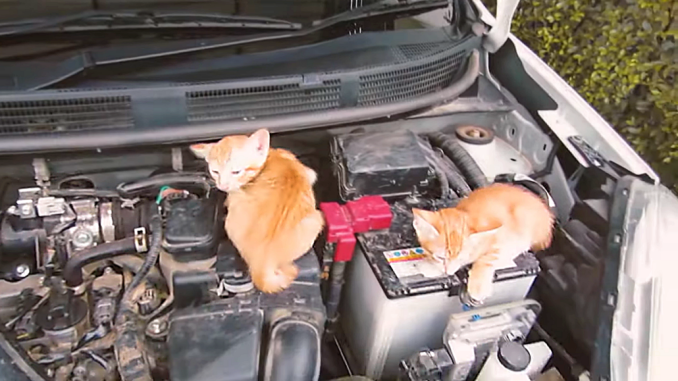 Los gatos buscan lugares calientes... como el motor