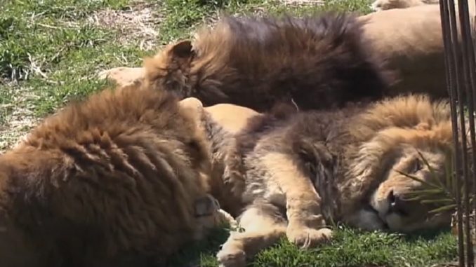 Leones