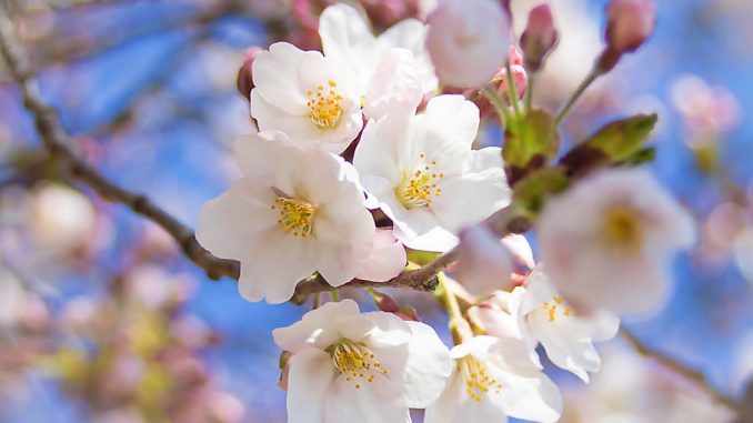 Sakura somei-yoshino (Archivo)