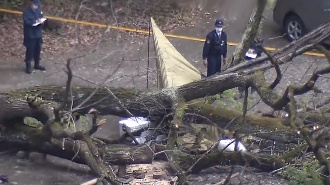 Arbol aplasta a una pareja en Sagamihara