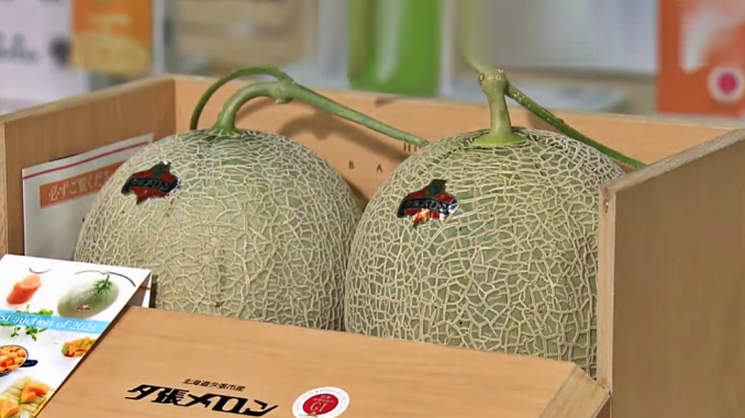 Melon Yubari 2023