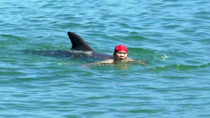 Un bañista se encuentra con un delfín en una playa de Mihama, en Fukui. Ocurrió hoy, (MBS TV)