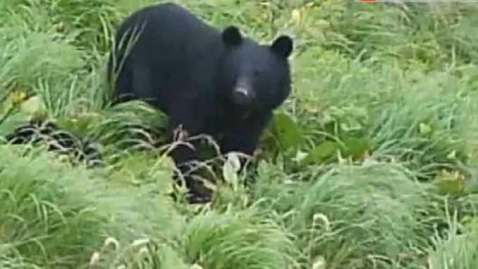 Oso