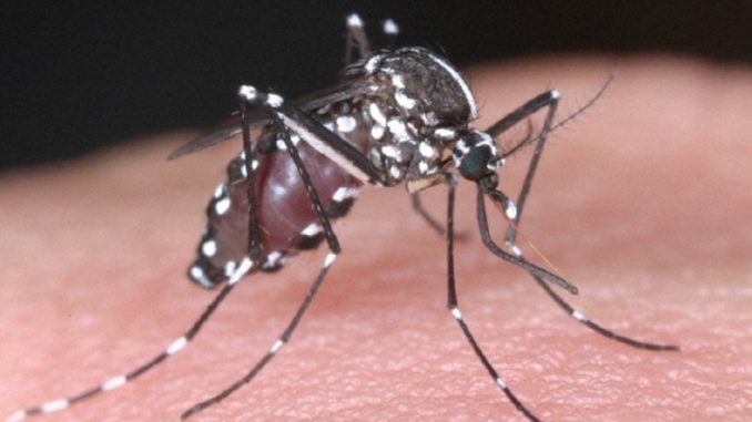 Mosquito