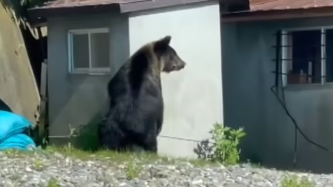 Oso