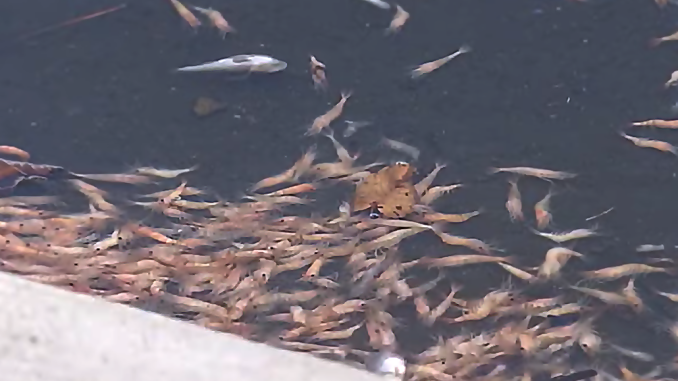 Peces muertos en Akita