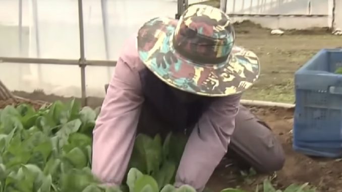 Trabajador vietnamita