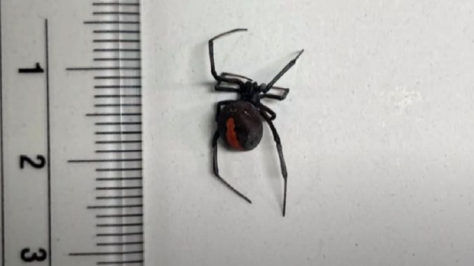 Araña