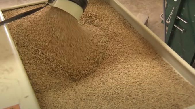 Arroz