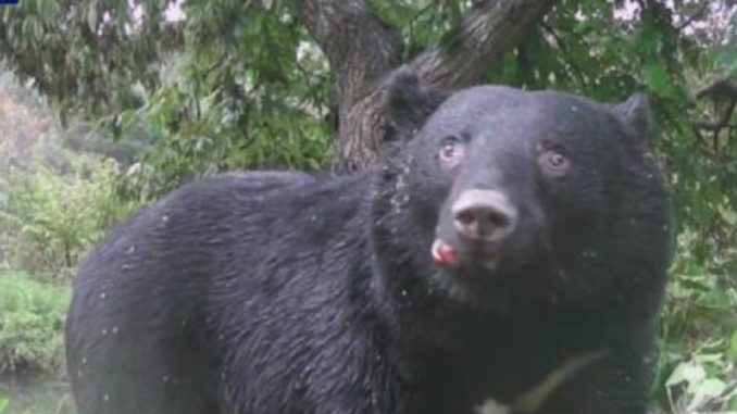 Oso