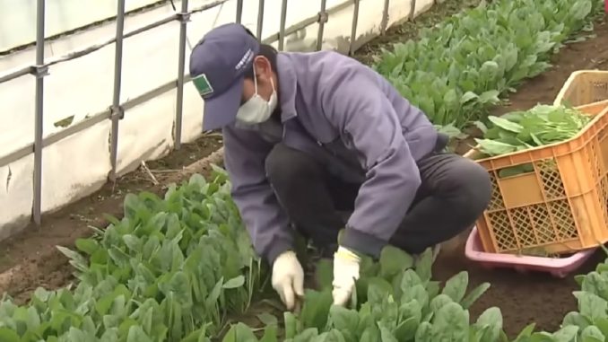 Trabajador extranjero